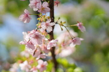 cherry blossom