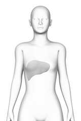 liver, female human body, organ, medical science