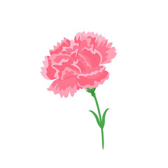 Pink carnation flower isolated on white background. Vector cartoon illustration. Flower icon.