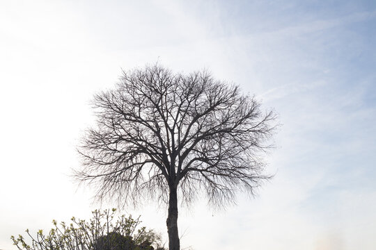 &Aacute;rbol a contraluz sin hojas a finales del invierno