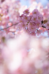 Obraz premium 桜咲き誇る