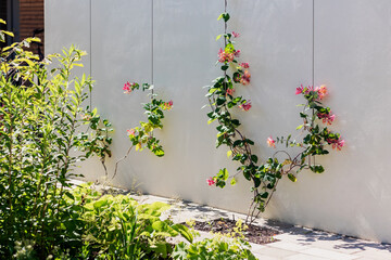 Planting Climbing Blooming Bush near Wall of Building. Modern Landscaping with Climbing Plants -...