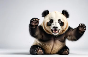 Poster Im Rahmen Funny panda with suprised face portrait on isolated backgorund.    © AkosHorvathWorks