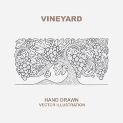 Vineyard. Grapevine vintage style hand drawn illustration. Part of set.