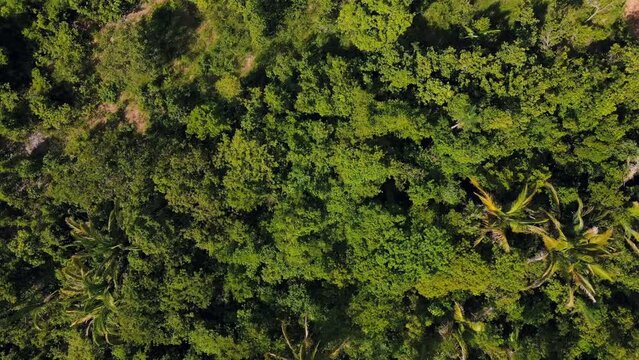 Aerial top down view of tropical rainforest during summer in Nobres Bom Jardim Mato Grosso