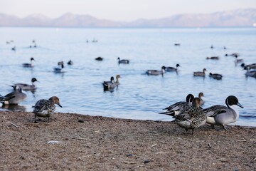 Fototapeta premium ducks on the beach