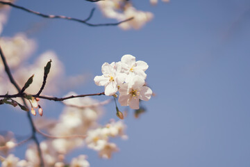 東京の公園に咲く美しい桜の花