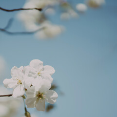 東京の公園に咲く美しい桜の花