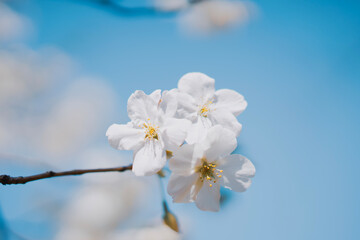 東京の公園に咲く美しい桜の花