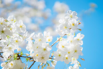 東京の公園に咲く美しい桜の花
