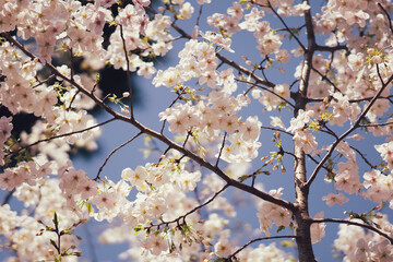 東京の公園に咲く美しい桜の花