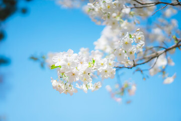 東京の公園に咲く美しい桜の花