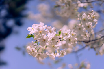 東京の公園に咲く美しい桜の花