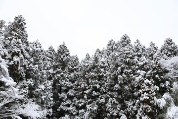 trees in snow