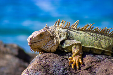 Iguana in San Juan