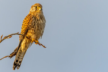 A beautiful kestrel on a branch with a clear bokeh background