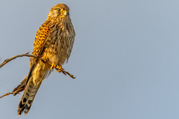A beautiful kestrel on a branch with a clear bokeh background