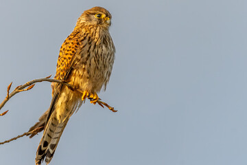 A beautiful kestrel on a branch with a clear bokeh background