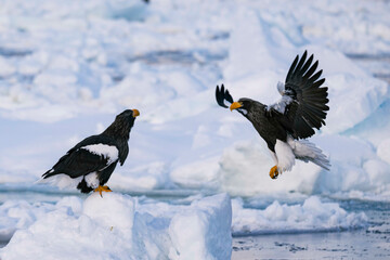 羅臼のオオワシ