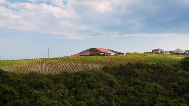 Minimalist design of a winery on top of a hill with beautiful grape turrarams. Drone footage