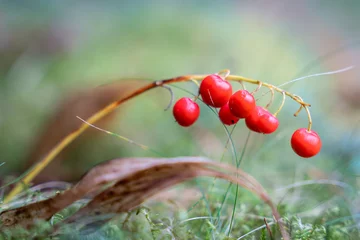 Poster Convallaria majalis berries in autumn. Lily of the valley (Convallaria majalis) fruits. Bright red berries of Lily of the valley.  © Kaja