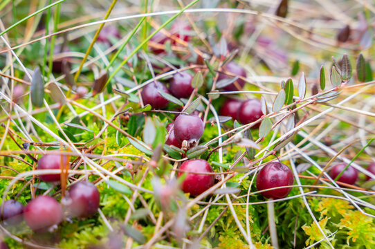 Close-up view of wild ripe cranberries growing in a bog. Ripe Wild Cranberries, Oxycoccus palustris, in bog.  Wild berries like pearls.