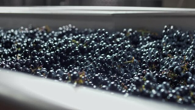 Black grape berries are shaken on a vibrating cleaning table before wine production at the winery. Close-up 