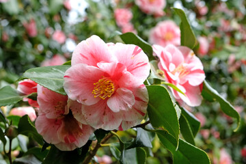 Red and white variegated striped Camellia japonica ÔLady VansittartÕ in flower.