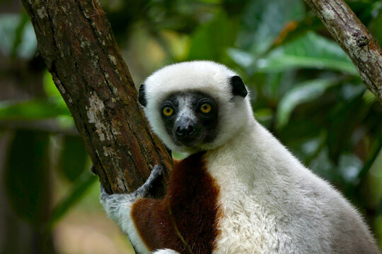 Critically endangered coquerel's sifaka lemur captured in a Peyrieras Reptile Reserve