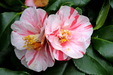 Red and white variegated striped Camellia japonica &Ocirc;Lady Vansittart&Otilde; in flower.