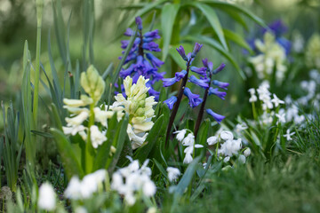 hiacynty, wiosenna rabata z kwiatami hiacynta i białą cebulica syberyjska (Scilla siberica) - obrazy, fototapety, plakaty