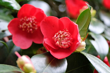 Small single red Camellia japonica 'Kimberley' in flower.