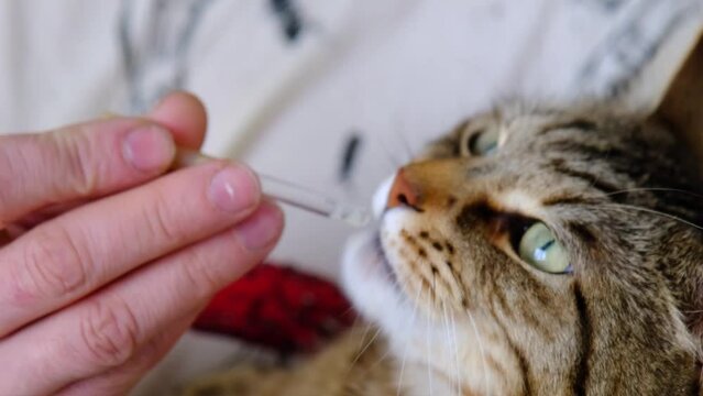 The cat drinks medicine from a pipette - pet treatment at home, veterinary medicine. Feeding a sick animal, nutrition, vitamins, milk, liquid food for digestive and gastrointestinal problems