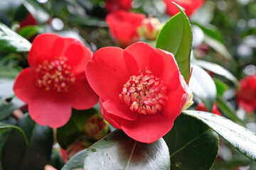 Small single red Camellia japonica 'Kimberley' in flower.