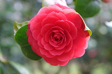 Red rosette double Camellia japonica ÔBlack TieÕ in flower.