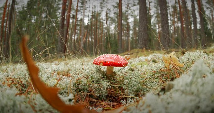 Amanita muscaria, commonly known as the fly agaric or fly amanita In Autumn Forest In Belarus. Mushroom In Autumn Forest In Europe. pan tilt shot.