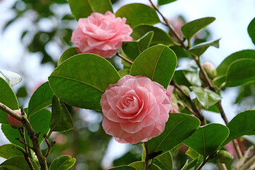 Pale pink double Camellia japonica 'Otome' in flower.
