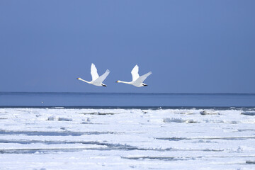 流氷の上を飛ぶ白鳥