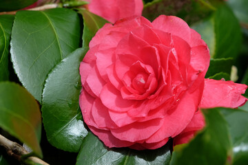 Dark pink double Camellia japonica &Ocirc;Bambino&Otilde; in flower.