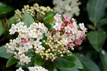 Dainty white and pink Viburnum tinus laurustinus 'Pink Prelude' in flower.