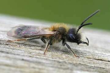 Closeup on a male of the Mellow miner mining bee, Andrena mitis sitting on wood