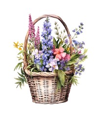 Fototapeta na wymiar Wicker basket with bouquet of wildflowers isolated on white background, watercolor illustration.