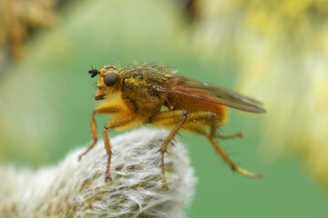 Closeup on a golden dung fly, Scathophaga stercoraria sitting on a goat Willow catkin