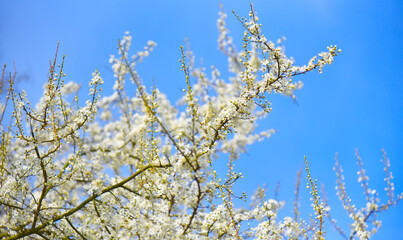 Tree blooming in spring with white flowers against the blue sky. Background cover for congratulations with copy space concept spring freshness.