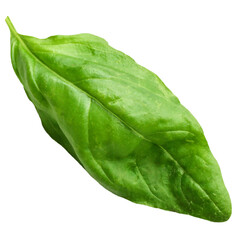 Realistic fresh green basil leaf isolated on transparent background , suitable element for scenes project.