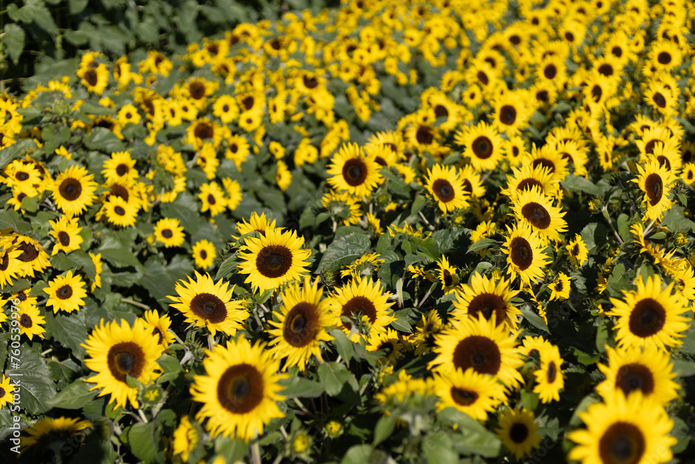 Wall mural selective focus sunflower helianthus sunbuzz yellow sunflower lots in flower farm