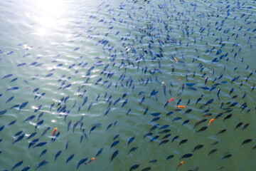 Many schools of young tilapia and ruby ​​fish in the fish ponds in the agricultural garden....
