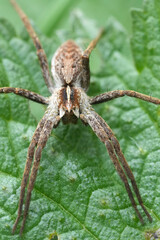 Vertical closeup on a Nursery web spider, Pisaura mirabilis, sitting on a green leaf