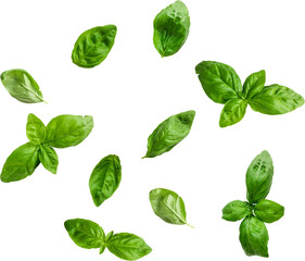 Realistic isolated basil leaves on transparent background , suitable element for scenes project.