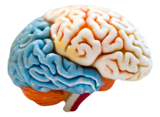 Small Model of a Human Brain on Table. Generative AI